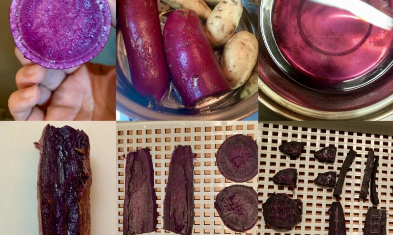 新しい紫芋の品種登場!!「ふくむらさき」