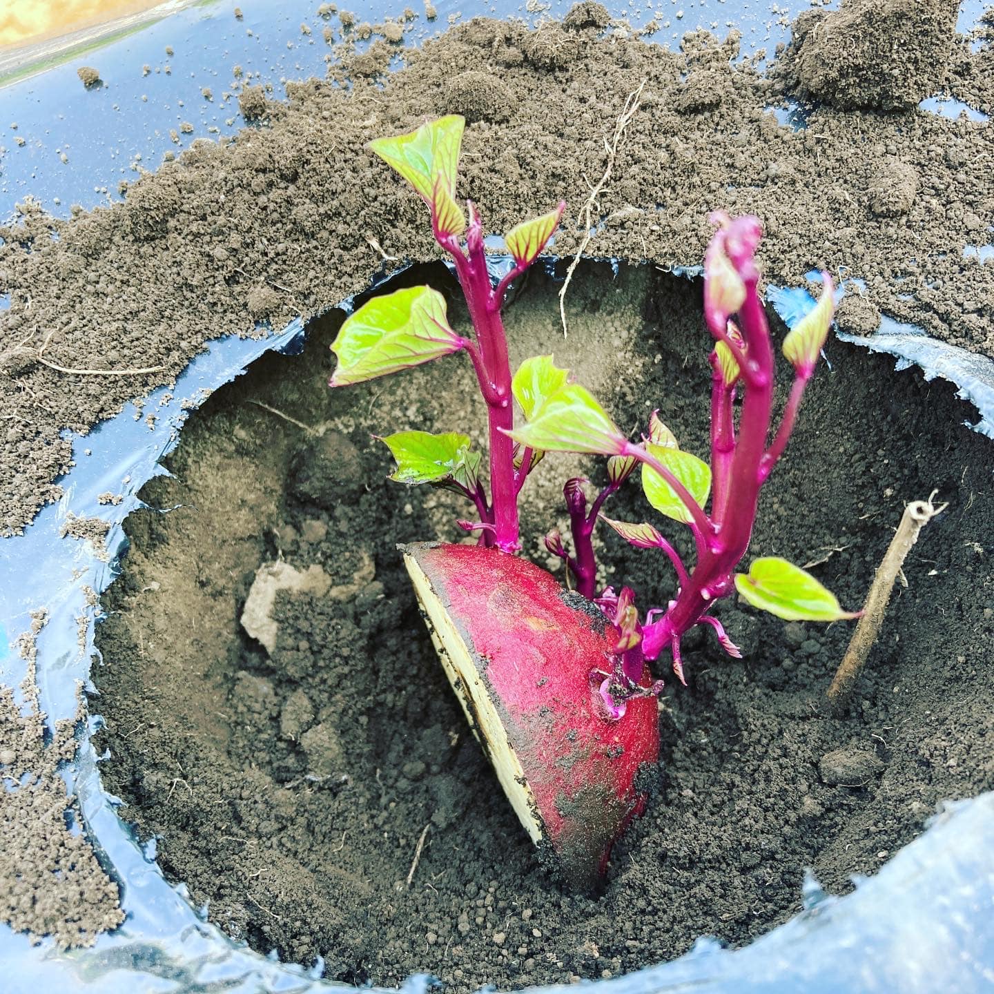 さつまいも の 育て 方